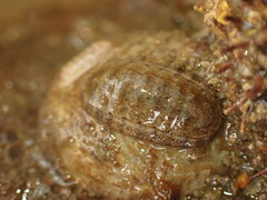 Ischnochiton maorianus