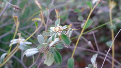 Rhamnaceae