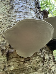 Ganoderma megaloma