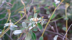 Rhamnaceae