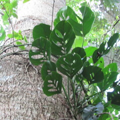Monstera