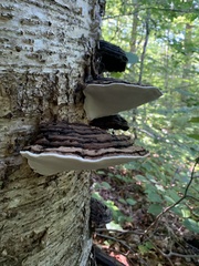 Ganoderma megaloma