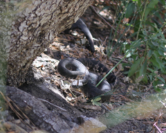 Crotalus oreganus helleri