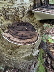 Ganoderma megaloma