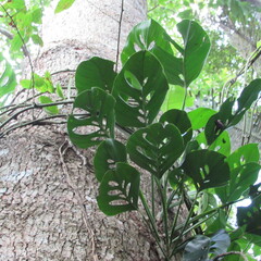 Monstera