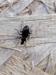 Platyninae