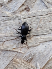 Platyninae