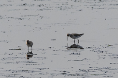Calidris ferruginea
