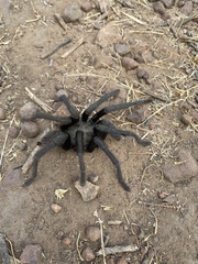 Aphonopelma