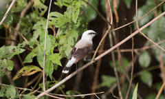 Fluvicola nengeta