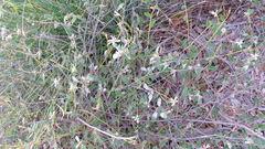 Rhamnaceae