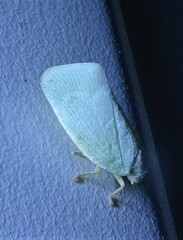 Flatormenis proxima