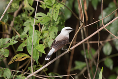 Fluvicola nengeta