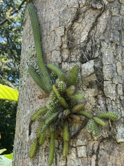 Selenicereus validus