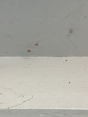 Araneae