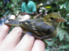 Ploceus sanctithomae