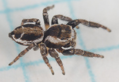 Evarcha proszynskii