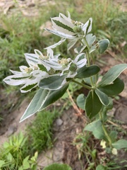 Euphorbia marginata