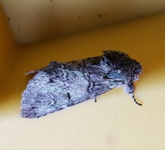 Macrurocampa marthesia