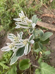 Euphorbia marginata