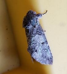 Macrurocampa marthesia