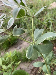 Euphorbia marginata