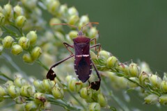Leptoglossus phyllopus