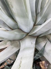 Agave americana