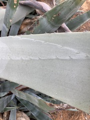 Agave americana