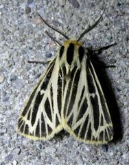 Apantesis virguncula