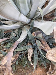 Agave americana
