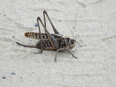 Decticus verrucivorus