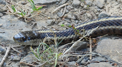 Thamnophis ordinoides
