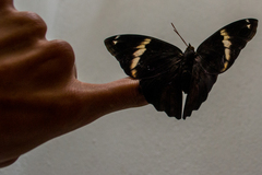 Opsiphanes tamarindi tamarindi