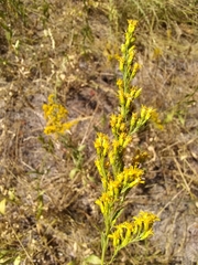 Solidago velutina