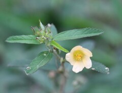 Sida rhombifolia