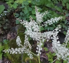 Actaea dahurica