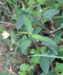 Sida rhombifolia