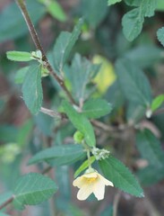 Sida rhombifolia