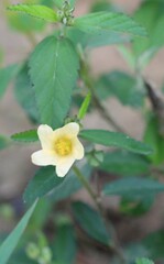 Sida rhombifolia