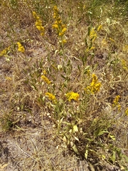 Solidago velutina