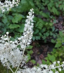 Actaea dahurica