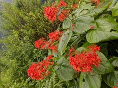 Clerodendrum japonicum