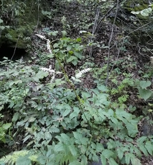 Actaea dahurica