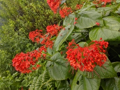 Clerodendrum japonicum