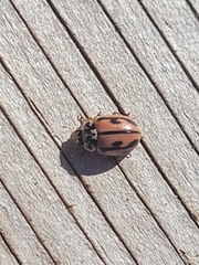 Mulsantina hudsonica