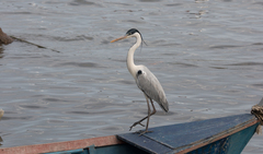 Ardea cocoi