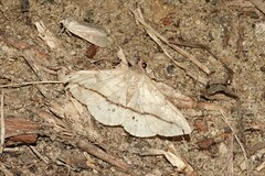 Anticarsia gemmatalis