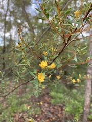 Pultenaea flexilis