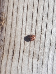 Mulsantina hudsonica